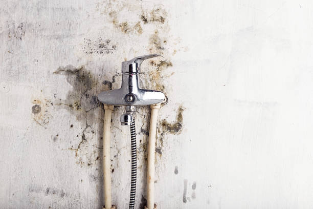 Best Toxic Mold Removal  in Wymore, NE
