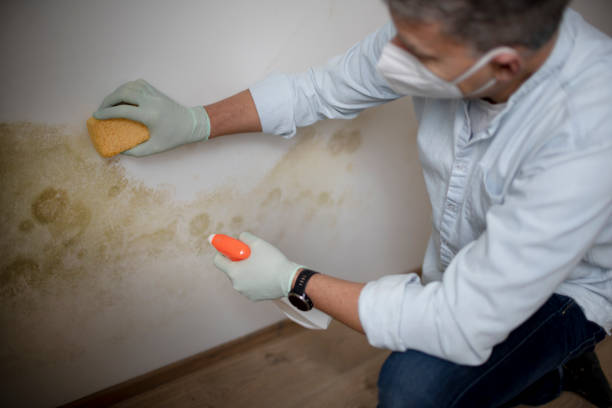 Best Mold Testing  in Wymore, NE