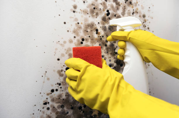 Best Residential Mold Removal  in Wymore, NE