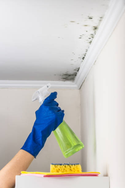 Best Mold Testing  in Wymore, NE