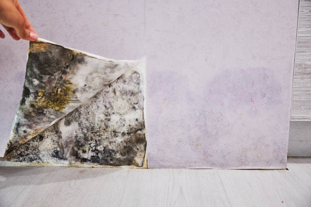 Trusted Wymore, NE Mold Removal Experts